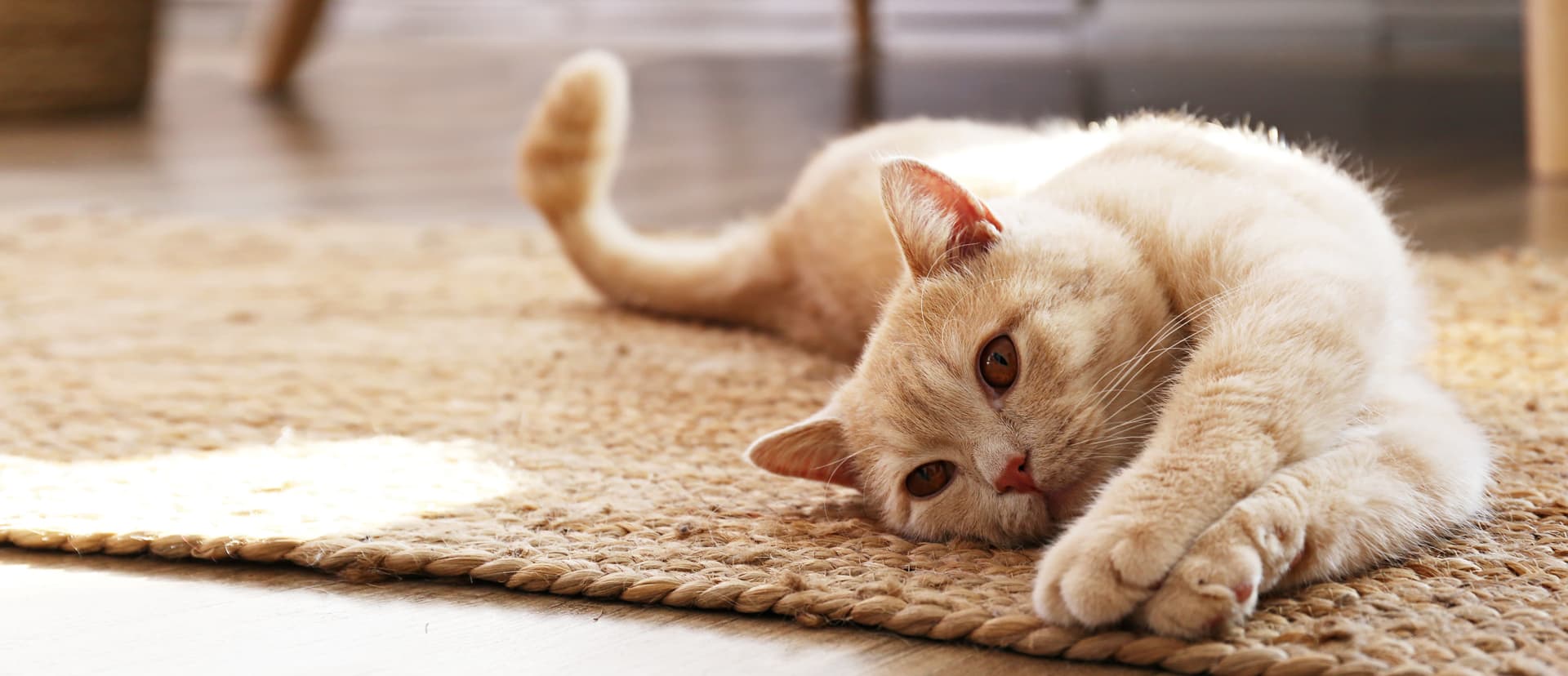 crematorio mascotas en Pontevedra