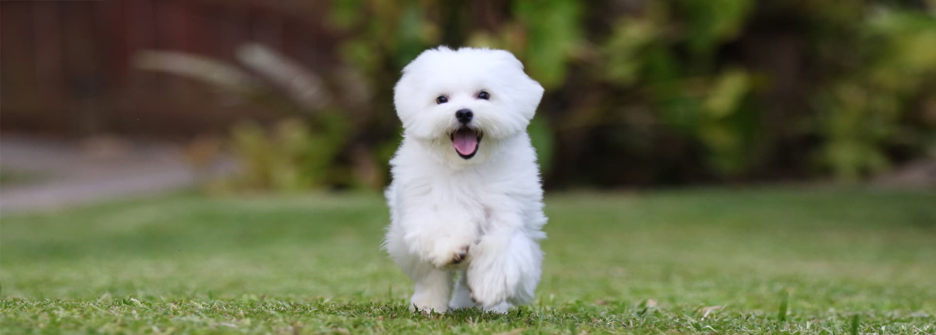 tanatorio y crematorio para mascotas